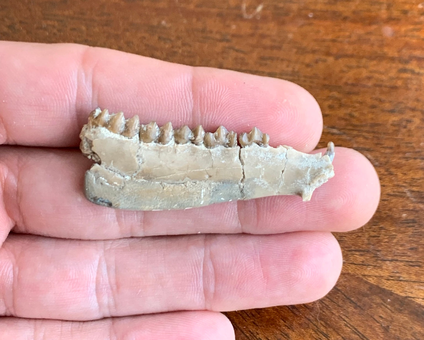 Fossil Ruminant , Jaw, Chadron Formation