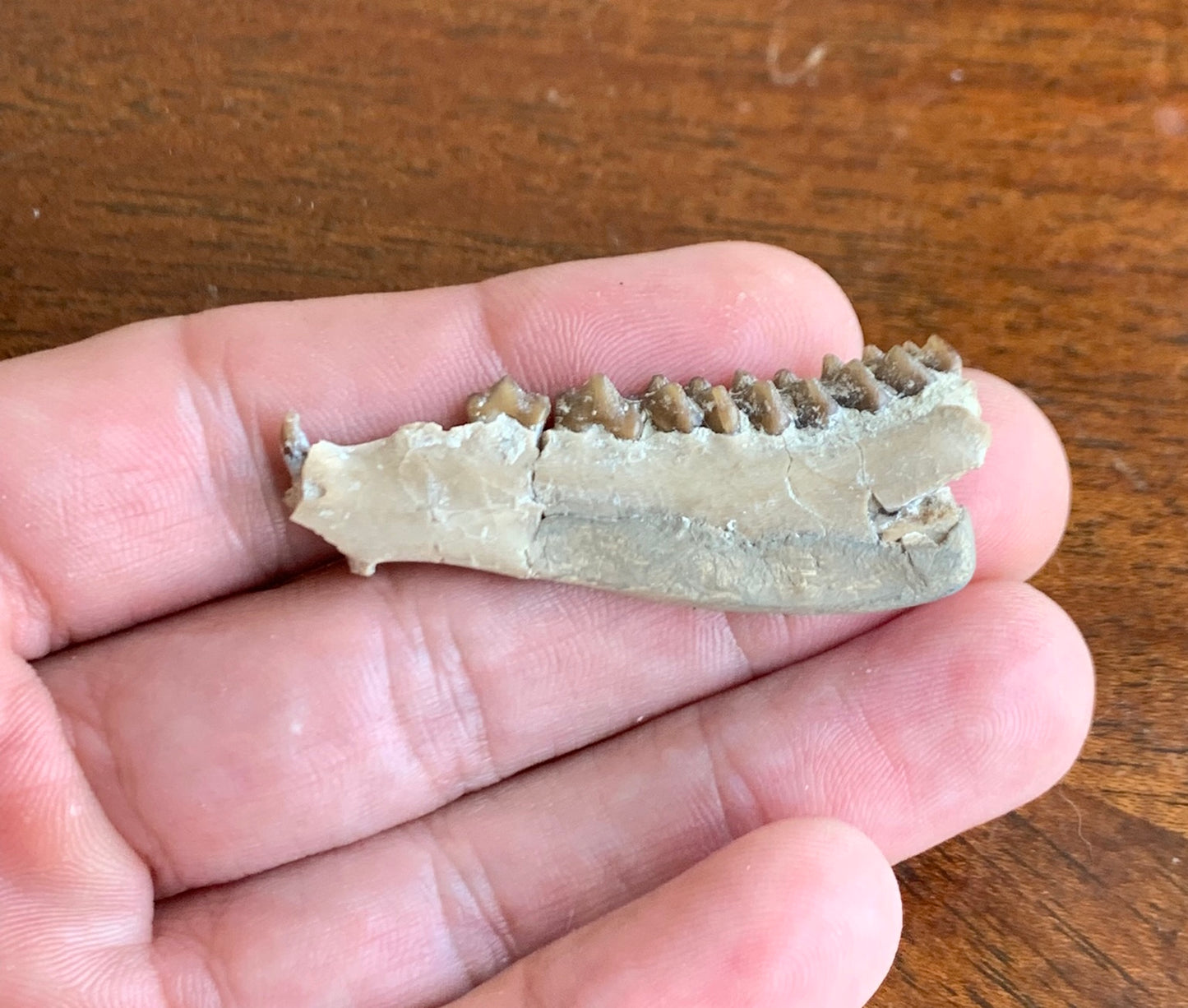 Fossil Ruminant , Jaw, Chadron Formation
