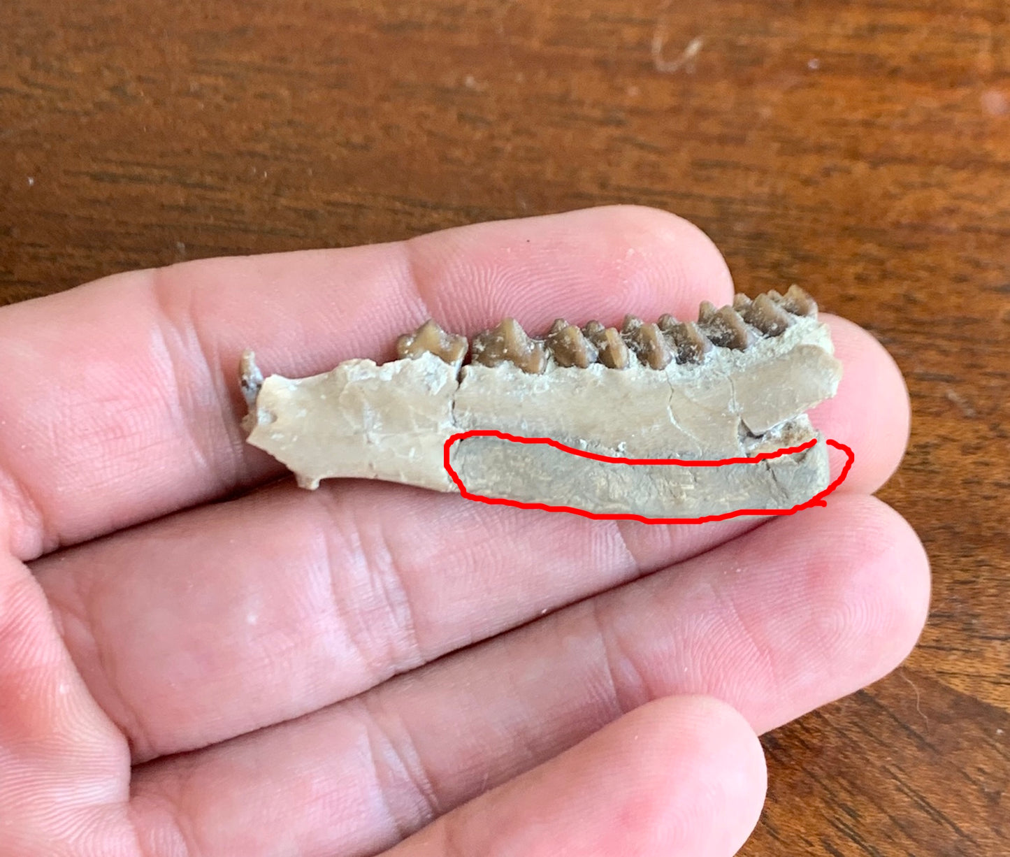 Fossil Ruminant , Jaw, Chadron Formation