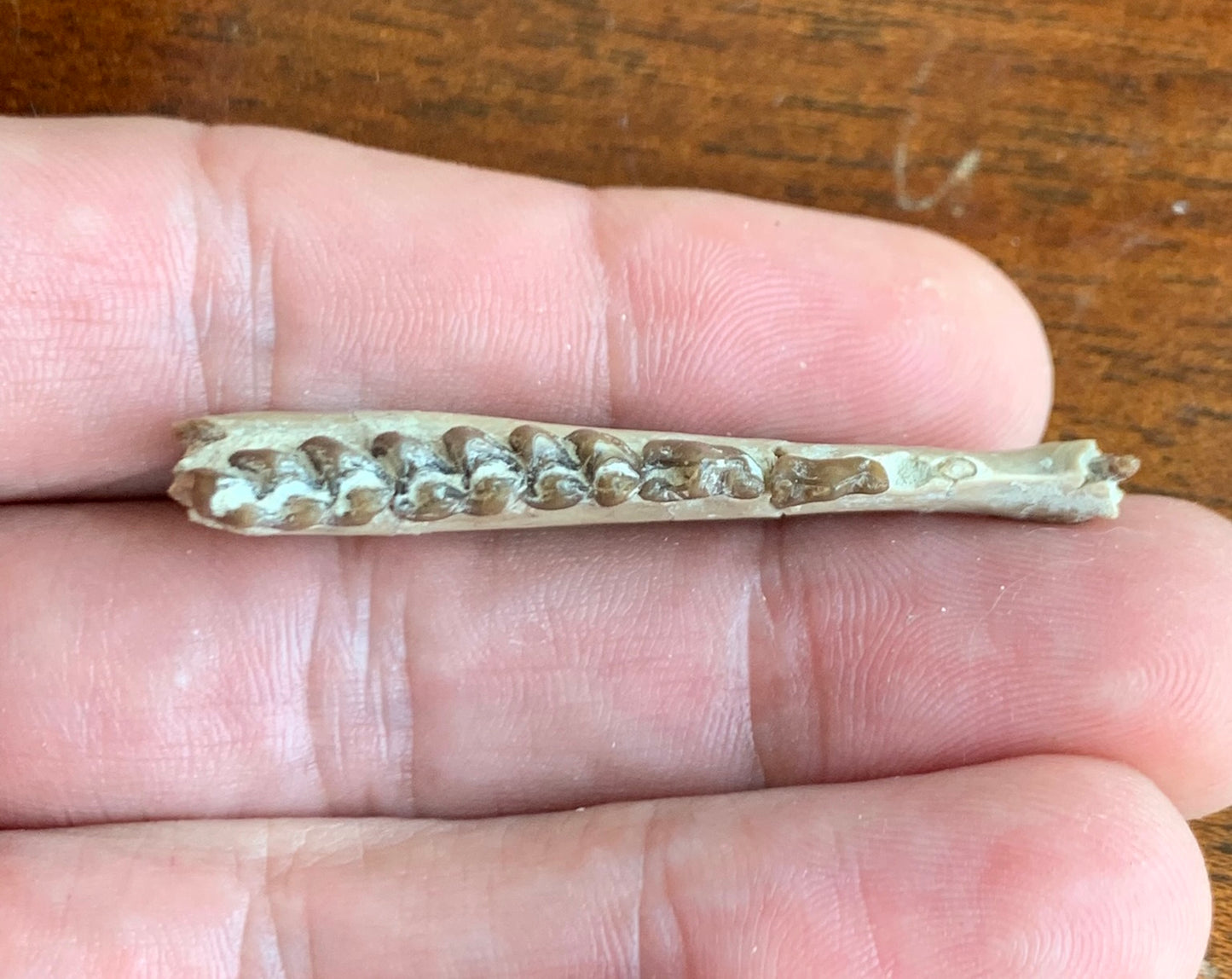 Fossil Ruminant , Jaw, Chadron Formation