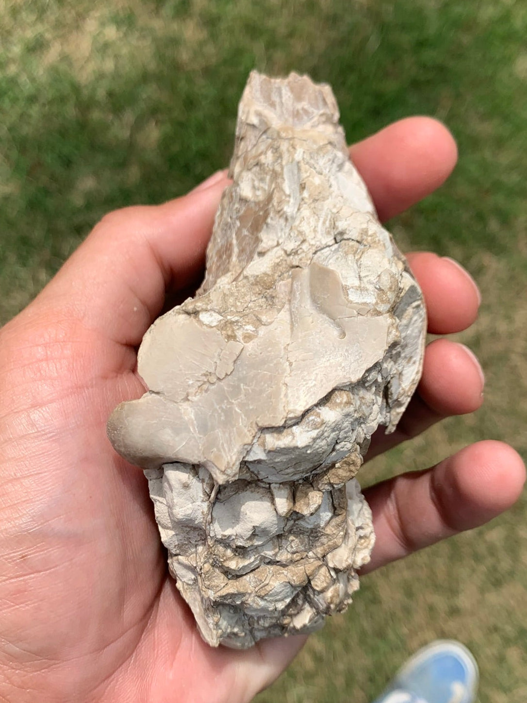 Fossil Camel Skull, Poebrotherium