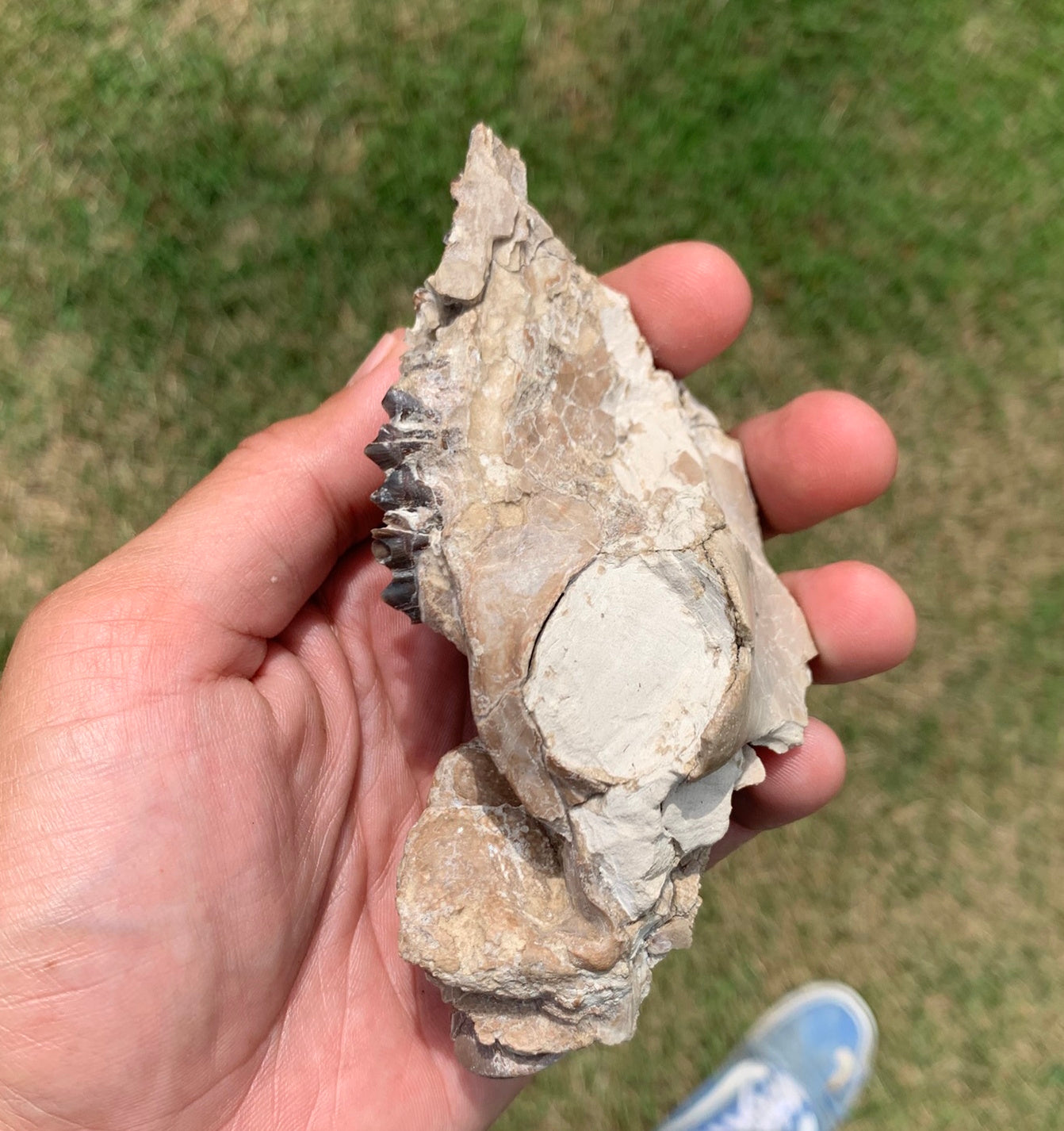 Fossil Camel Skull, Poebrotherium