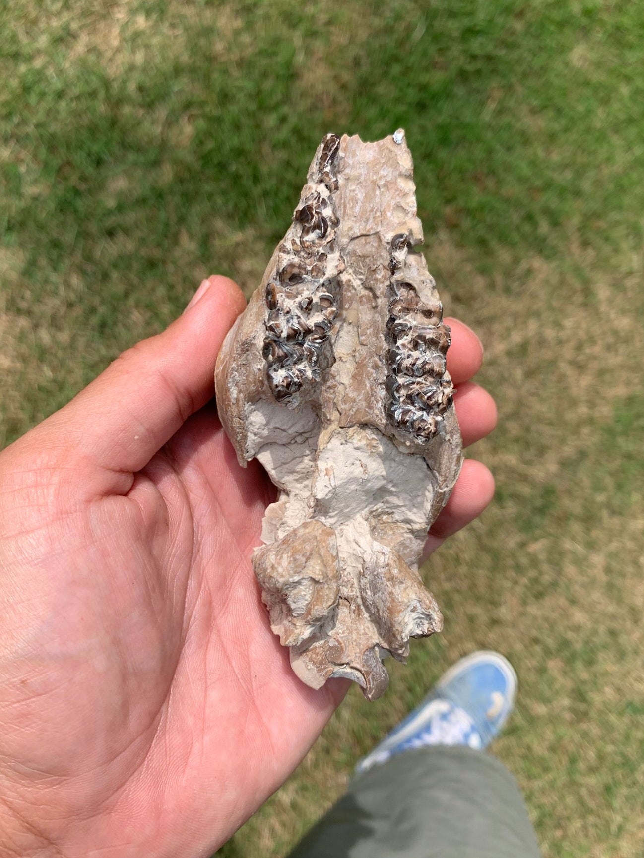 Fossil Camel Skull, Poebrotherium