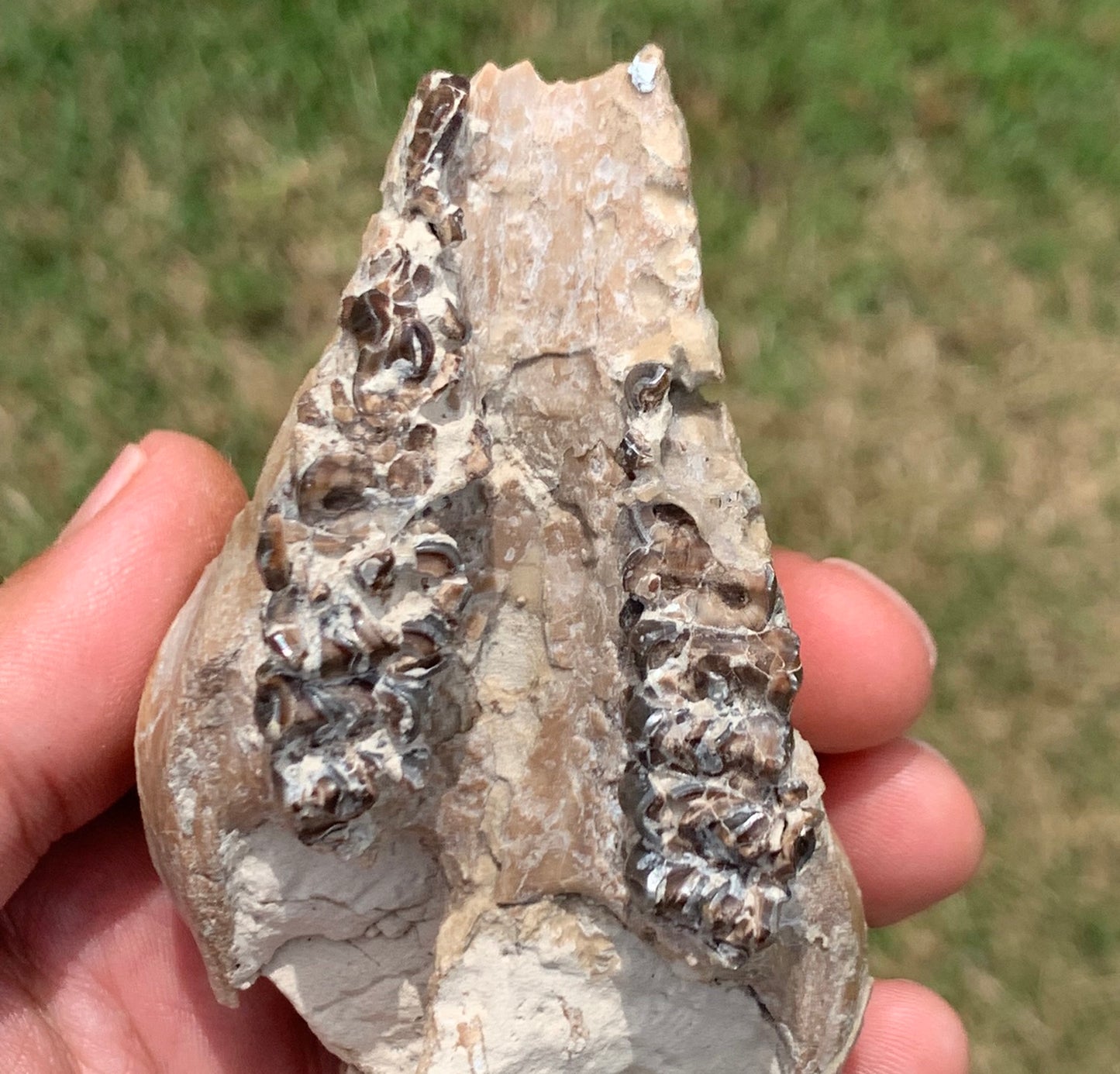 Fossil Camel Skull, Poebrotherium