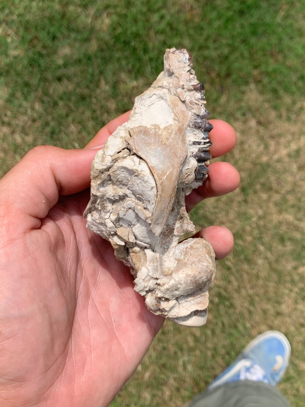 Fossil Camel Skull, Poebrotherium