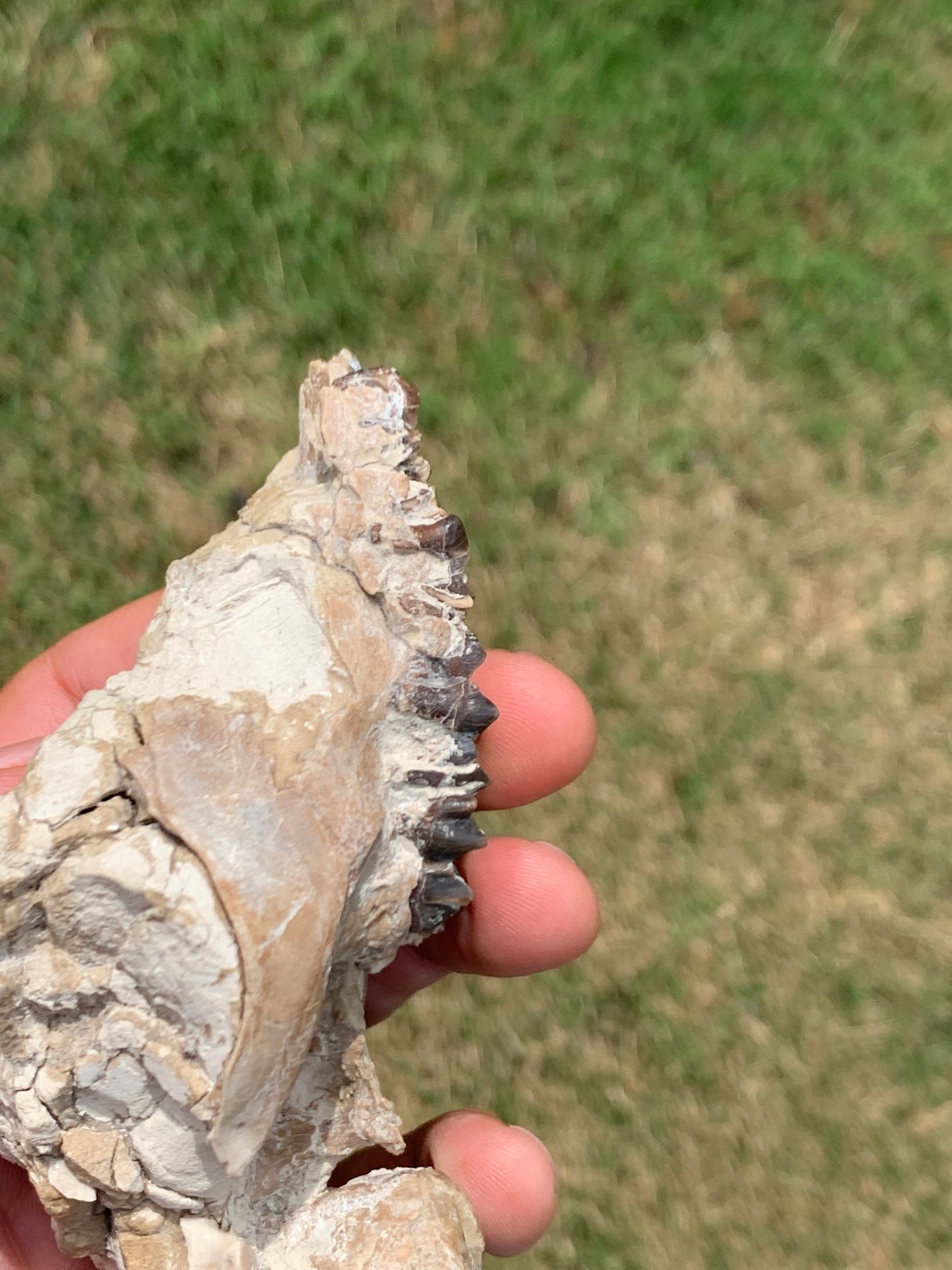Fossil Camel Skull, Poebrotherium