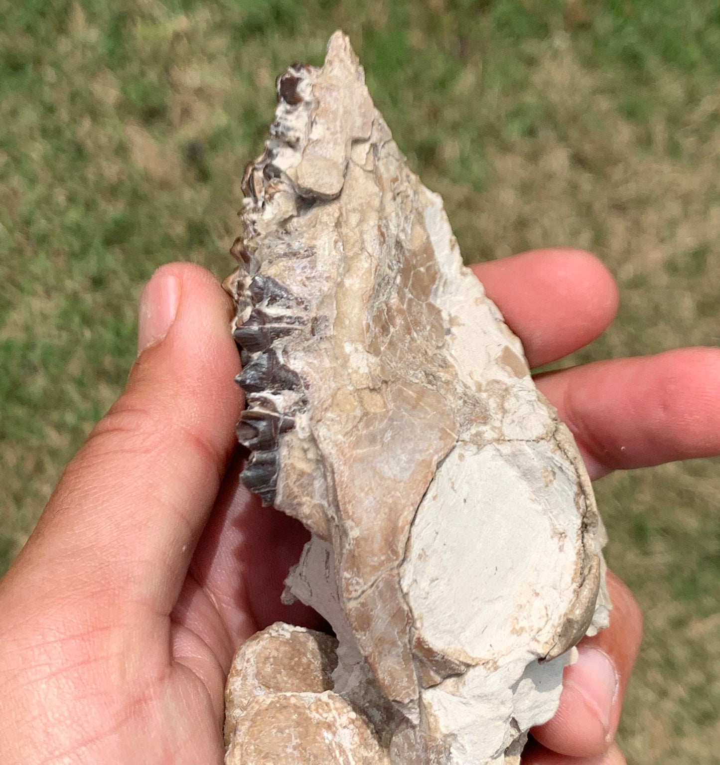 Fossil Camel Skull, Poebrotherium