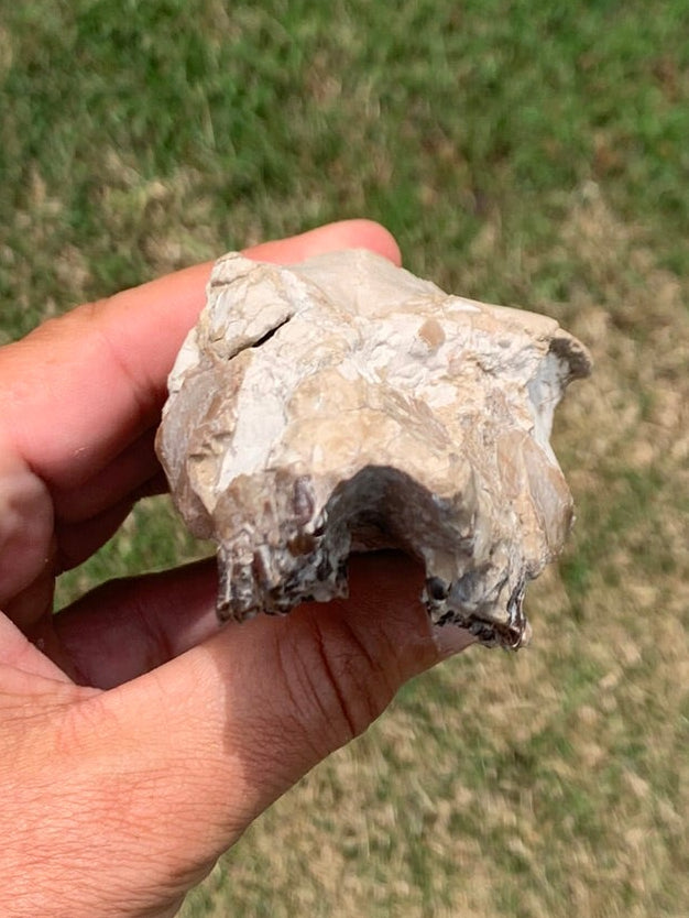 Fossil Camel Skull, Poebrotherium