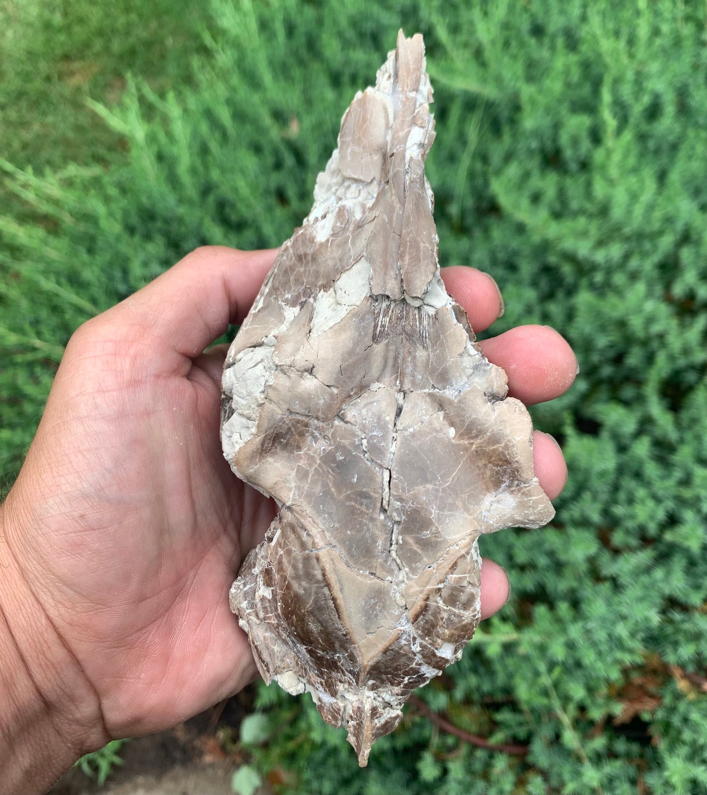 Fossil Camel Skull, Poebrotherium, Chadron Formation