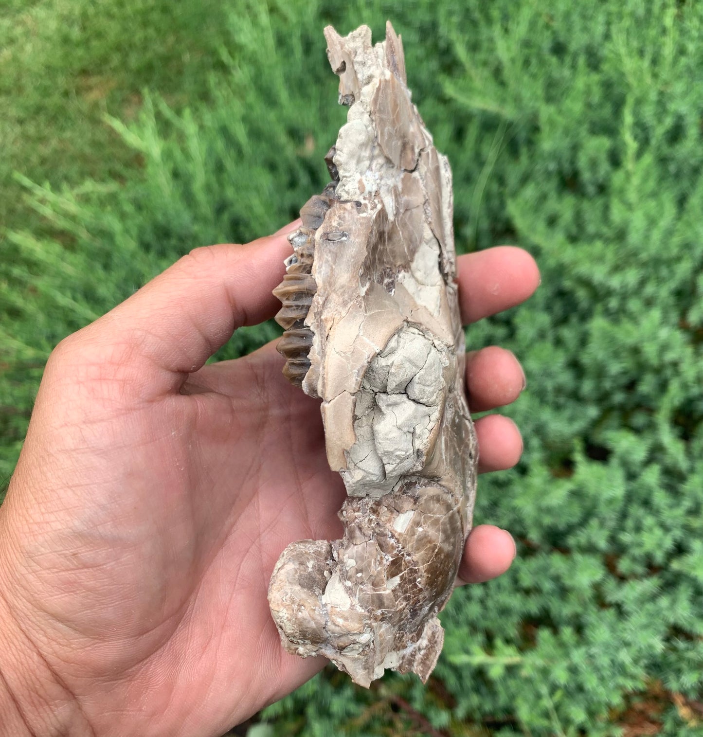 Fossil Camel Skull, Poebrotherium, Chadron Formation