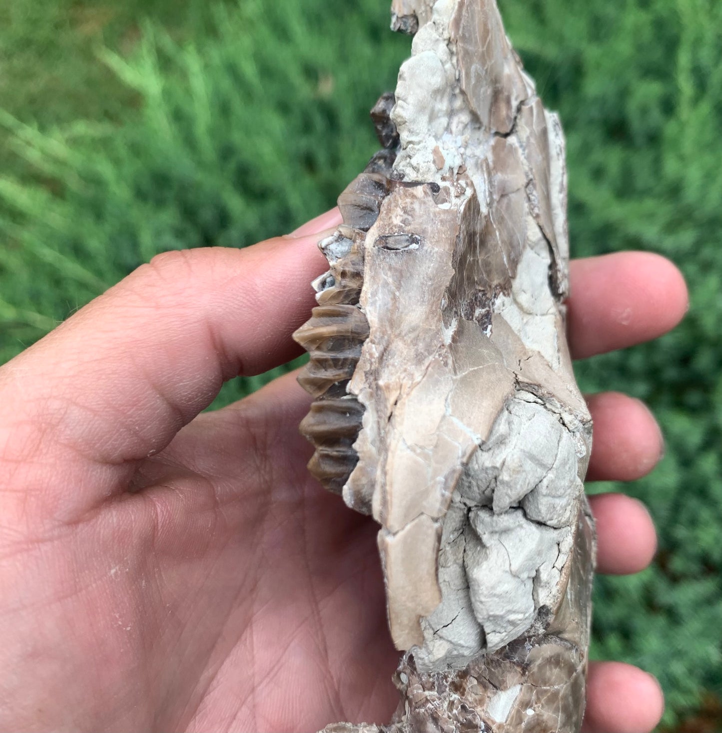 Fossil Camel Skull, Poebrotherium, Chadron Formation