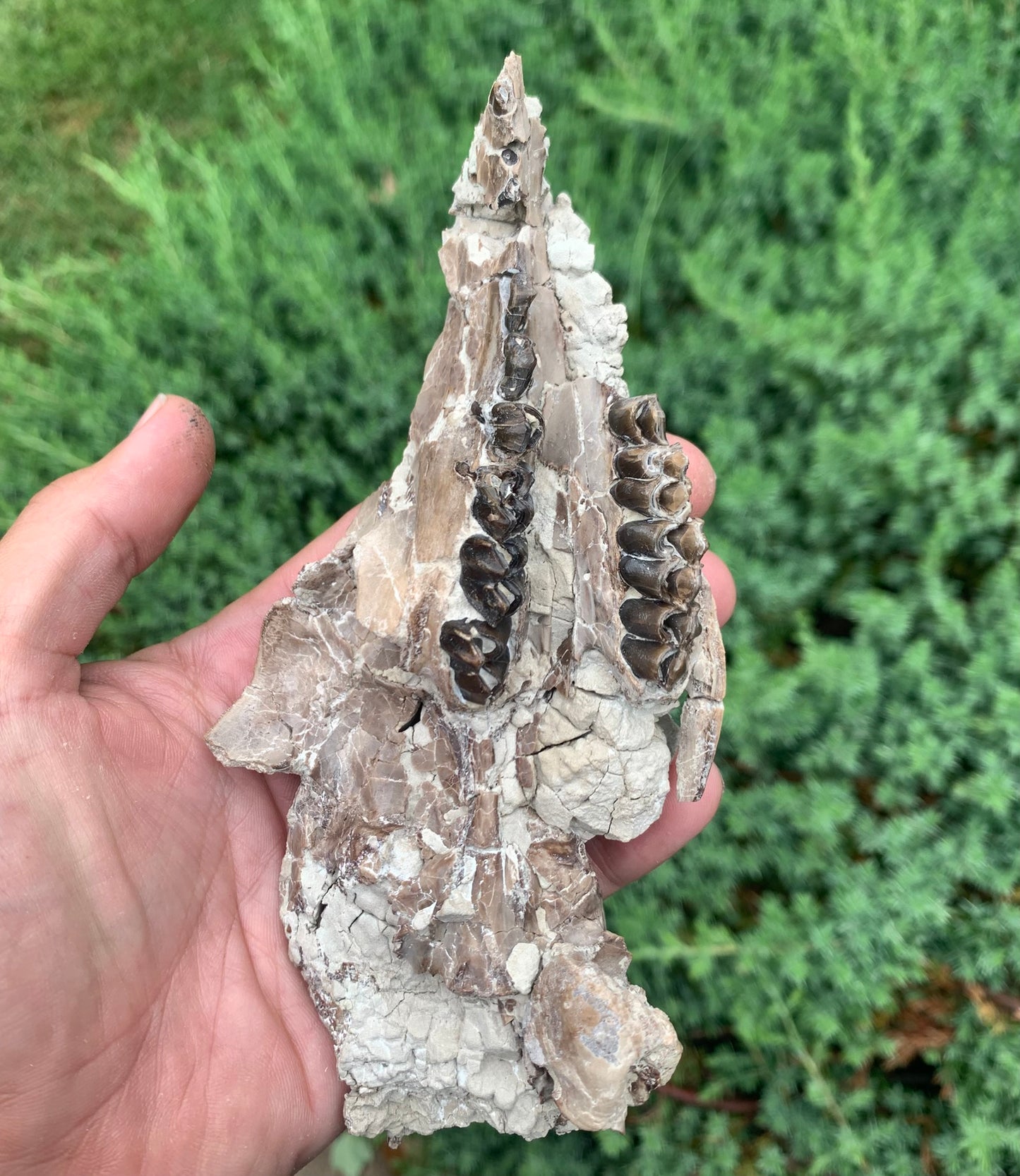 Fossil Camel Skull, Poebrotherium, Chadron Formation