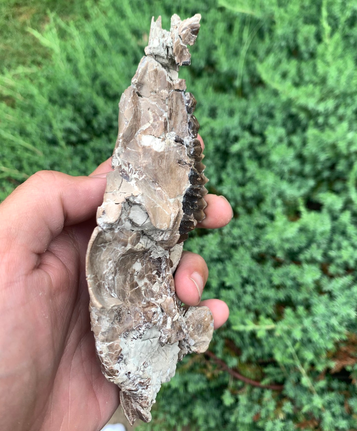 Fossil Camel Skull, Poebrotherium, Chadron Formation