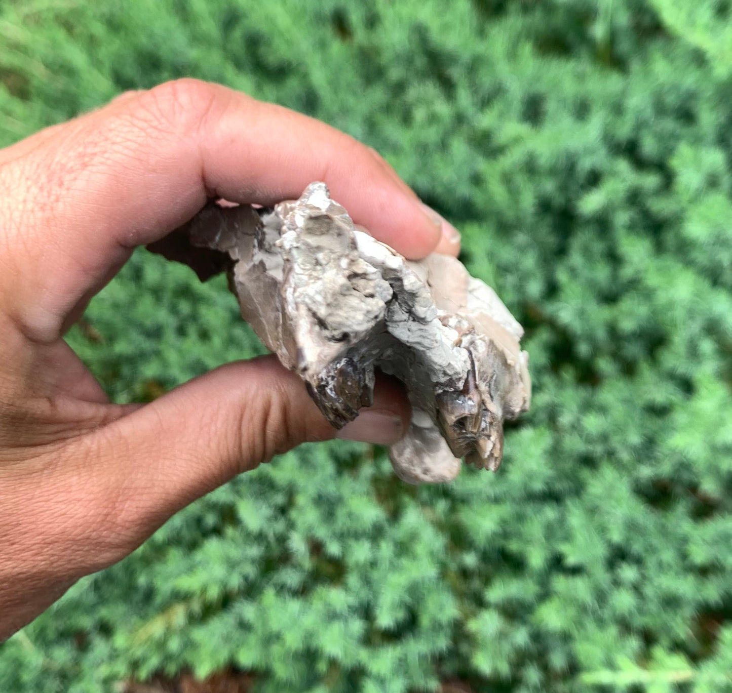 Fossil Camel Skull, Poebrotherium, Chadron Formation