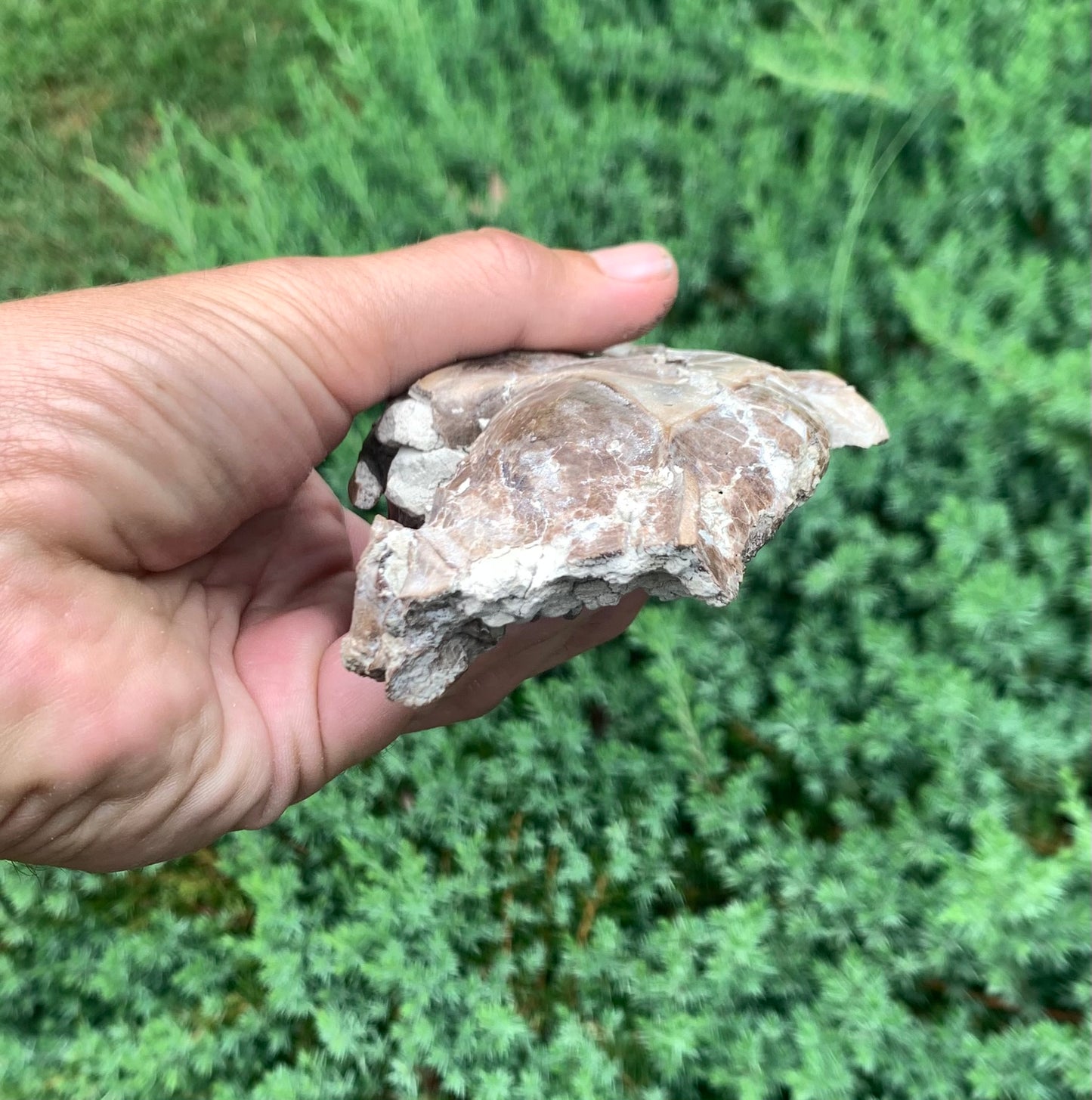Fossil Camel Skull, Poebrotherium, Chadron Formation