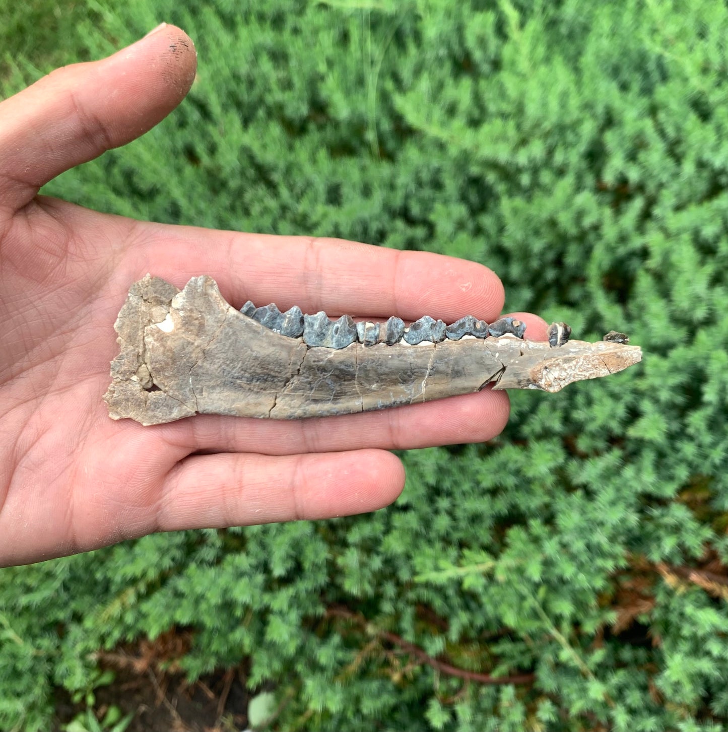 Fossil Camel Jaw, Poebrotherium, Chadron Formation Nebraska