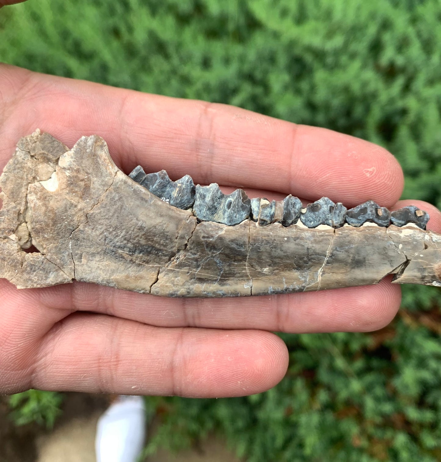 Fossil Camel Jaw, Poebrotherium, Chadron Formation Nebraska