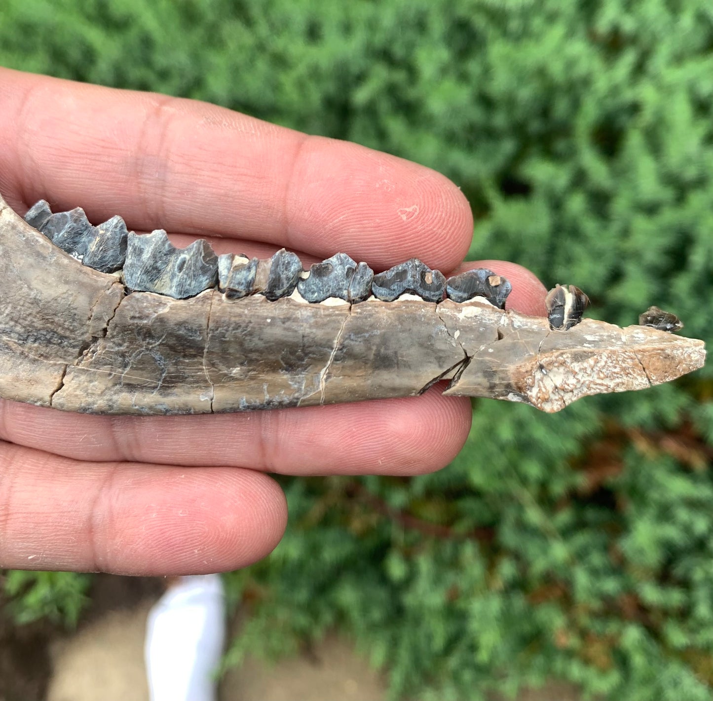 Fossil Camel Jaw, Poebrotherium, Chadron Formation Nebraska
