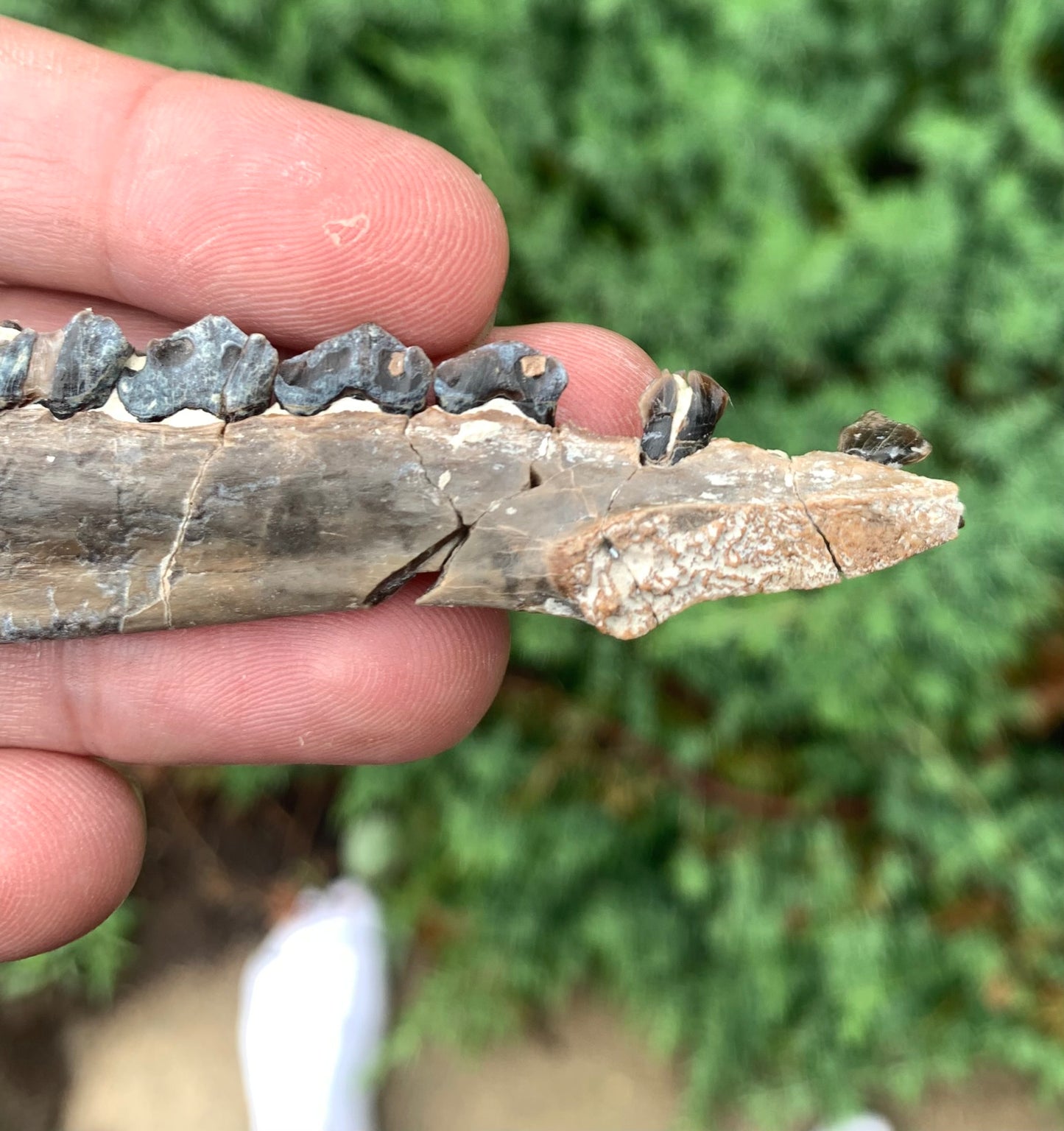 Fossil Camel Jaw, Poebrotherium, Chadron Formation Nebraska