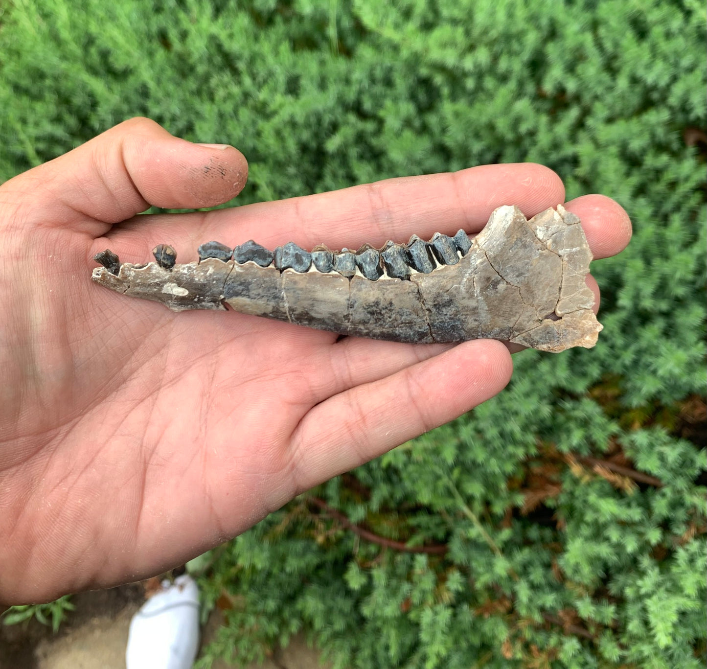 Fossil Camel Jaw, Poebrotherium, Chadron Formation Nebraska