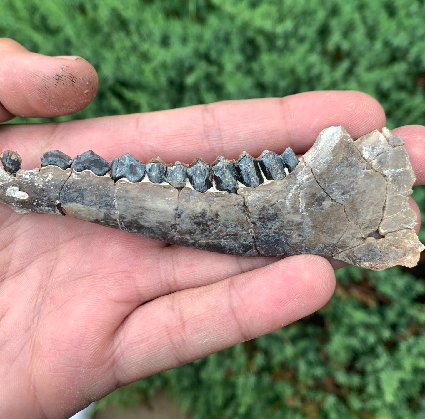 Fossil Camel Jaw, Poebrotherium, Chadron Formation Nebraska