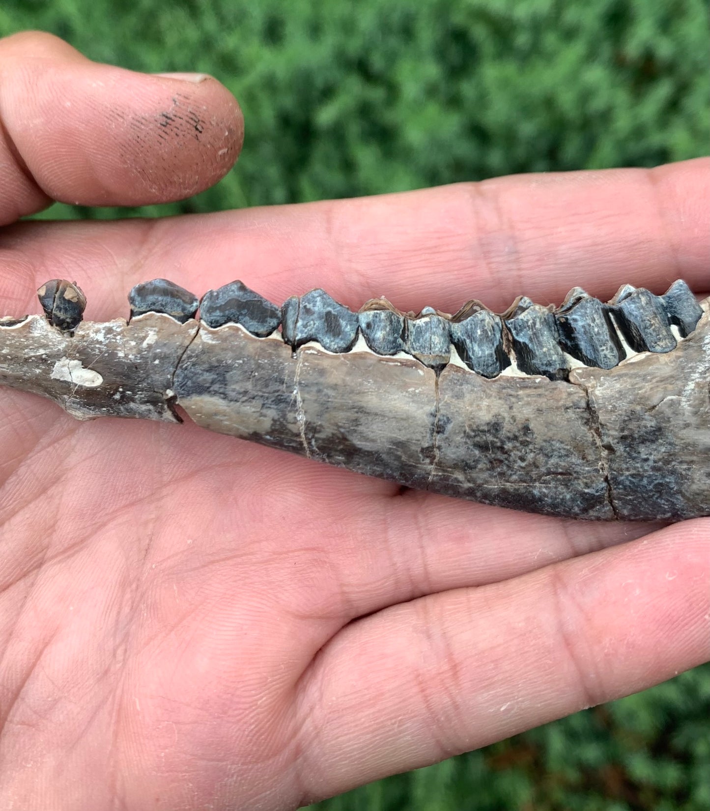 Fossil Camel Jaw, Poebrotherium, Chadron Formation Nebraska