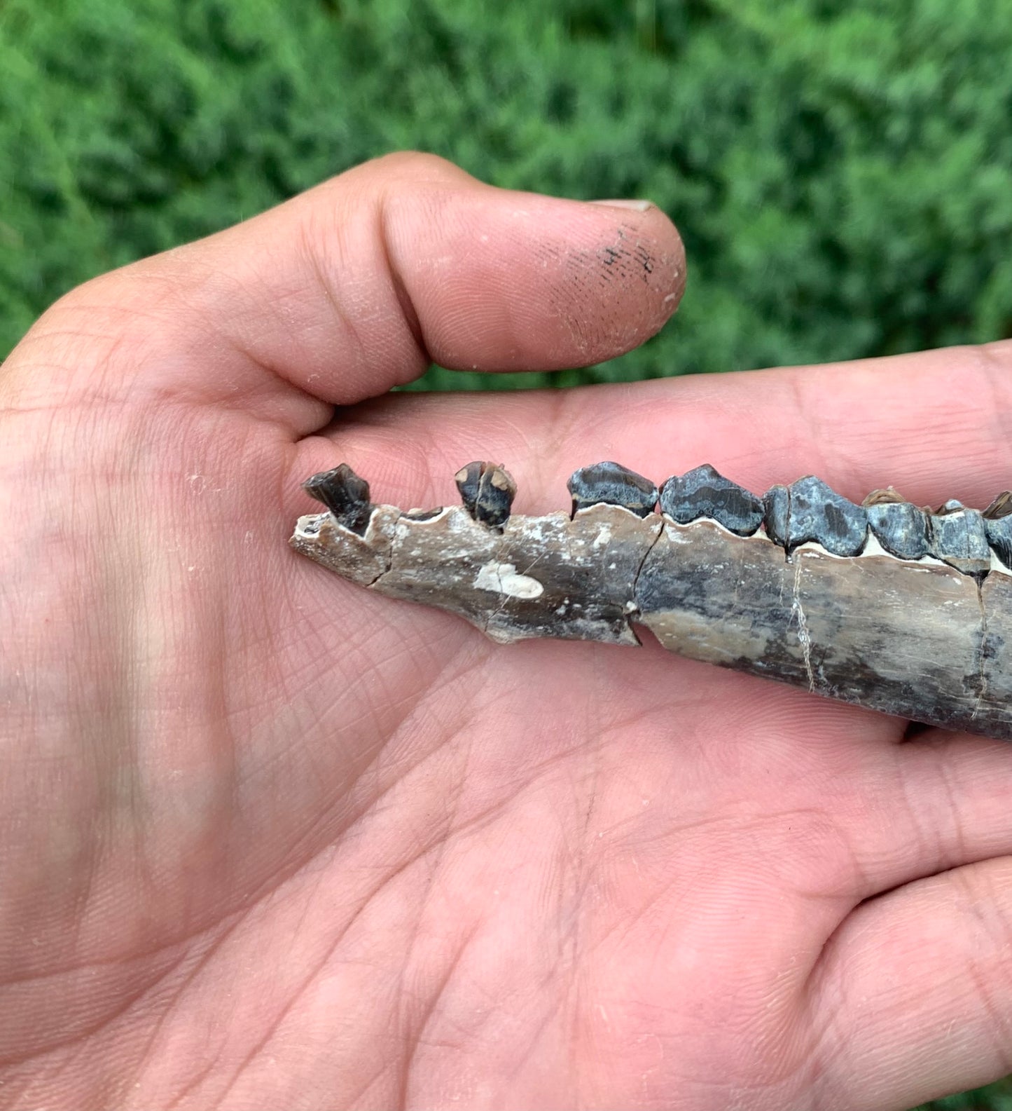 Fossil Camel Jaw, Poebrotherium, Chadron Formation Nebraska