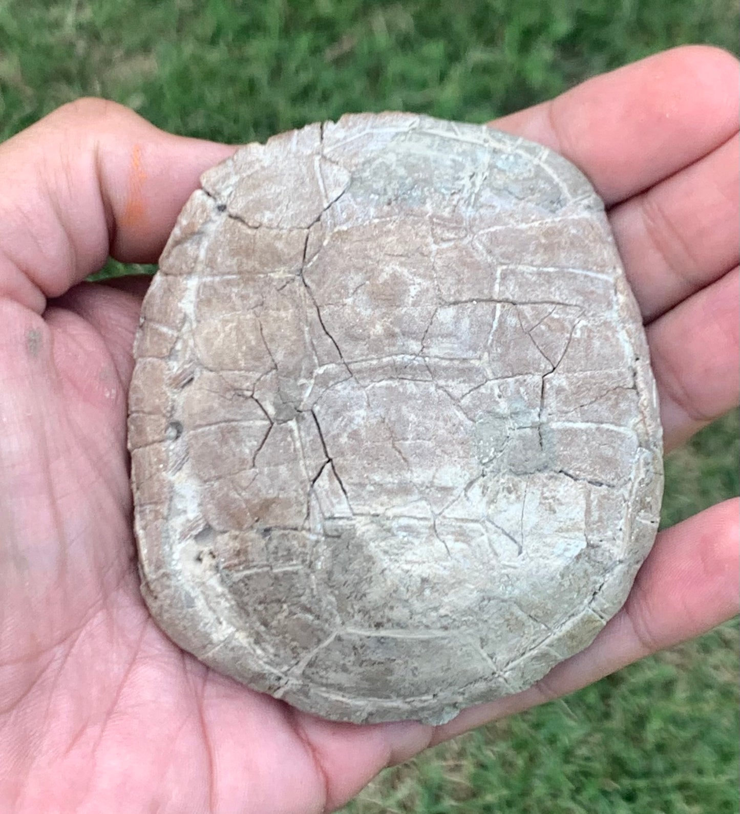 Small Stylemys Fossil Tortoise, Brule Formation