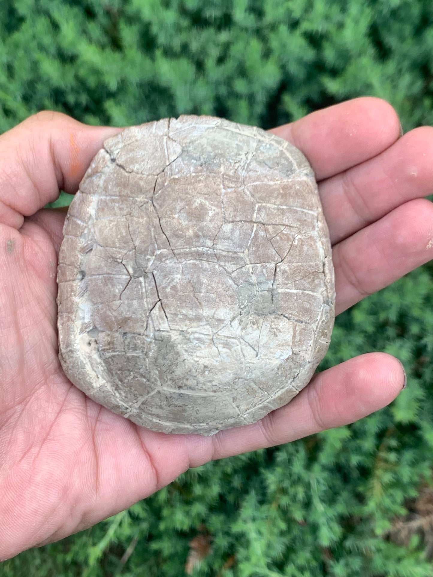 Small Stylemys Fossil Tortoise, Brule Formation
