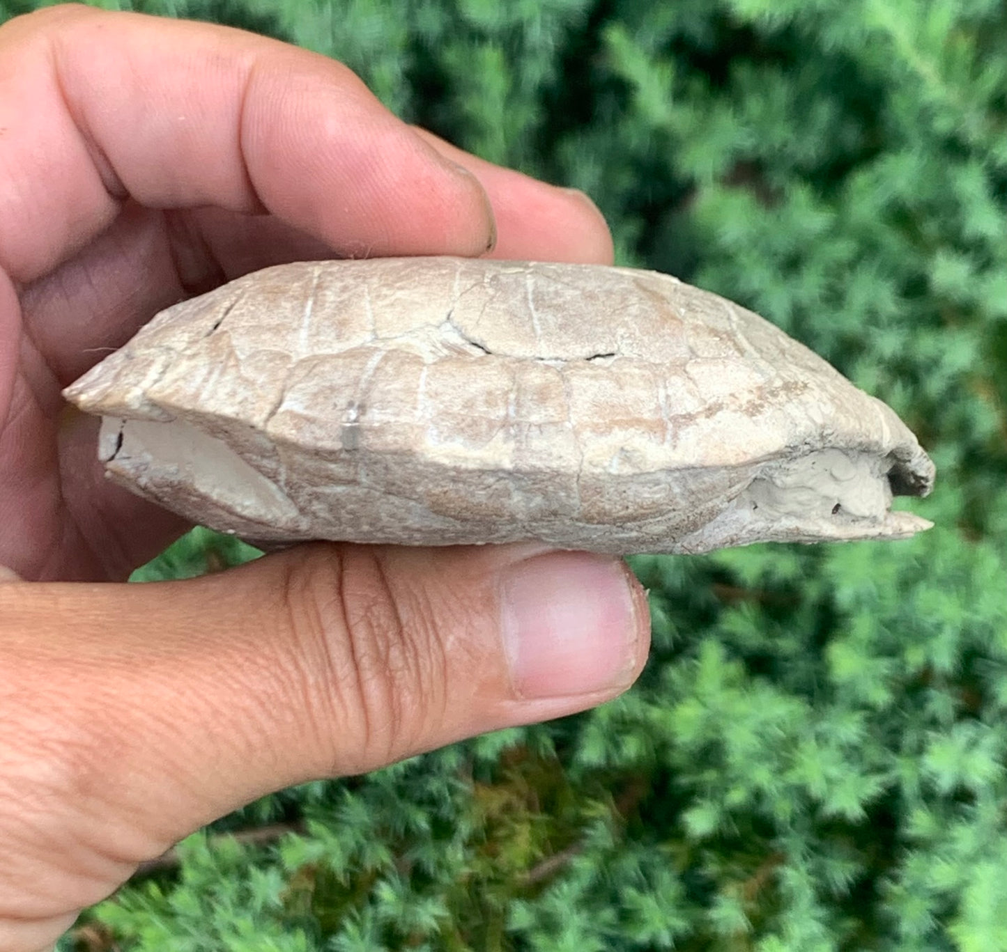 Small Stylemys Fossil Tortoise, Brule Formation