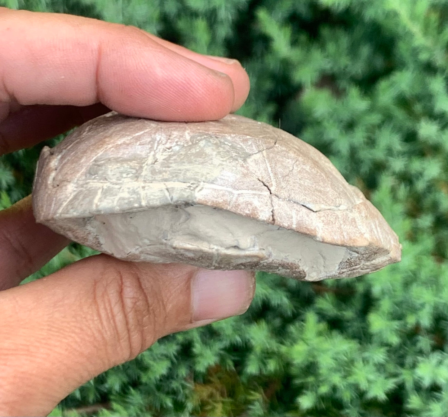 Small Stylemys Fossil Tortoise, Brule Formation