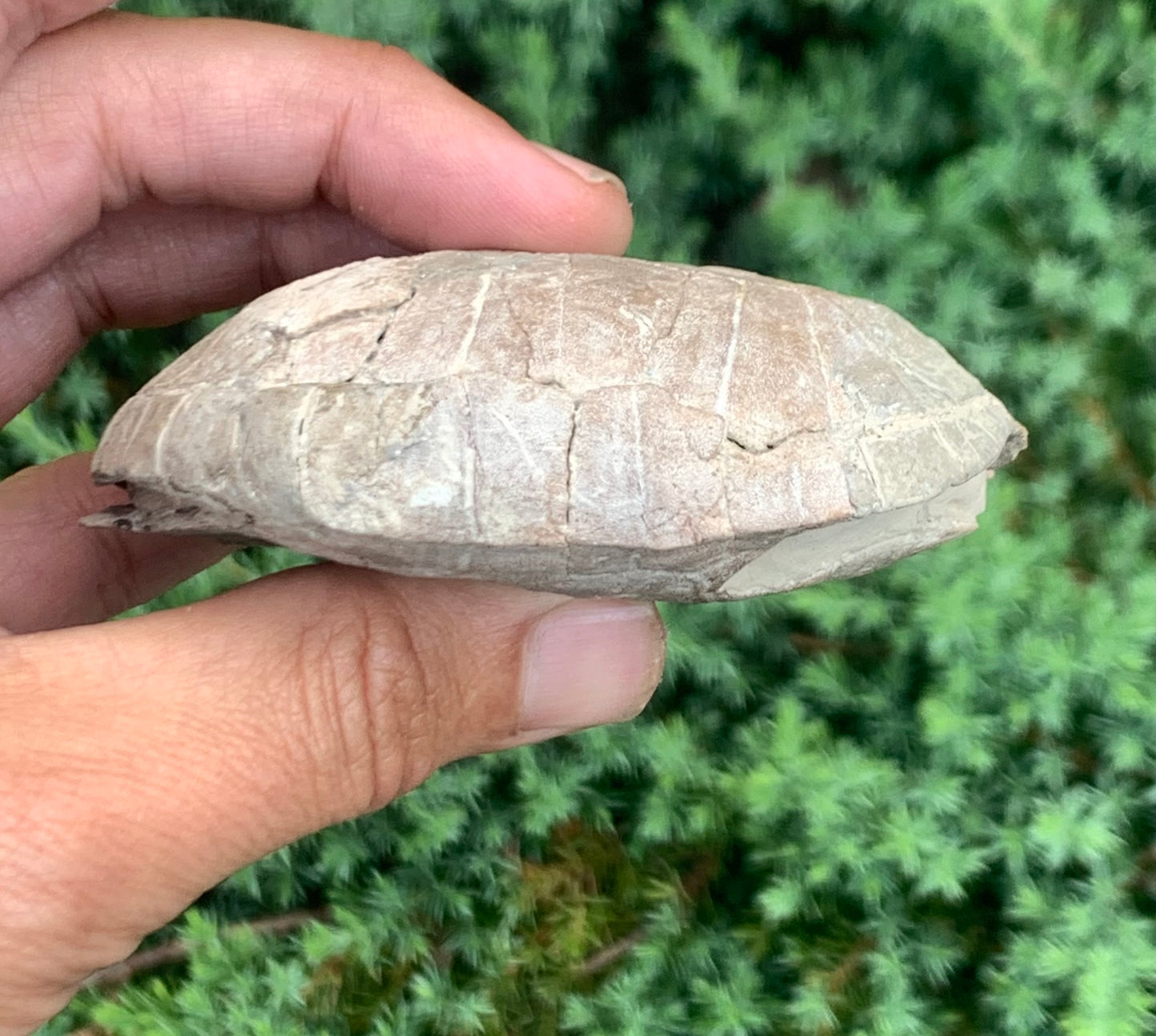 Small Stylemys Fossil Tortoise, Brule Formation