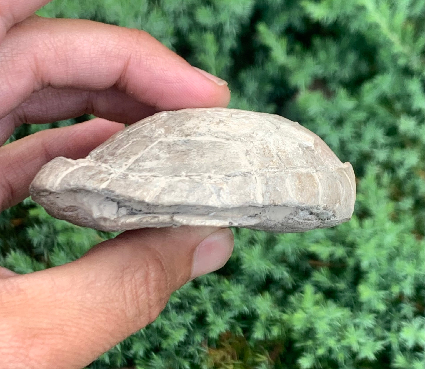 Small Stylemys Fossil Tortoise, Brule Formation