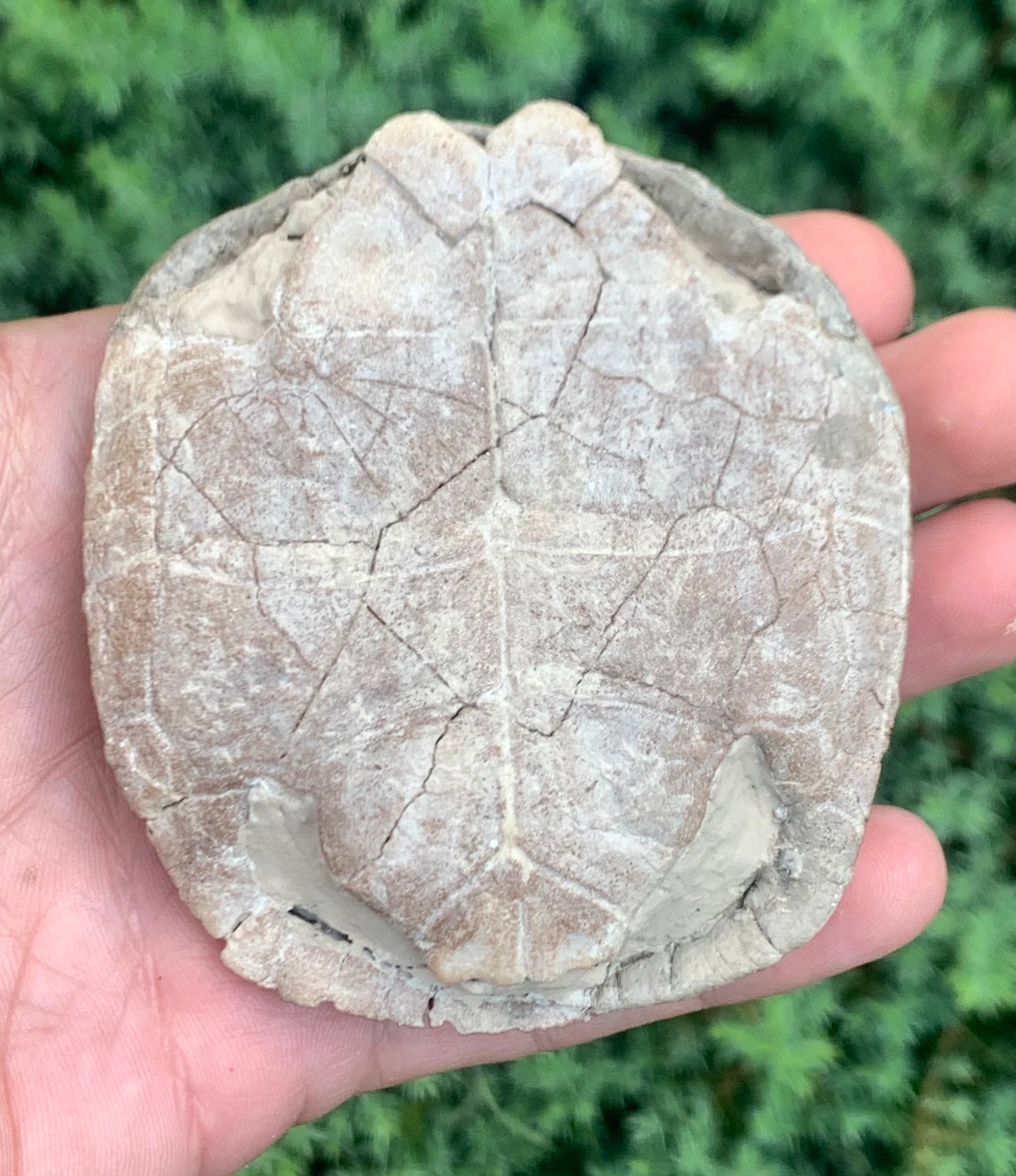 Small Stylemys Fossil Tortoise, Brule Formation