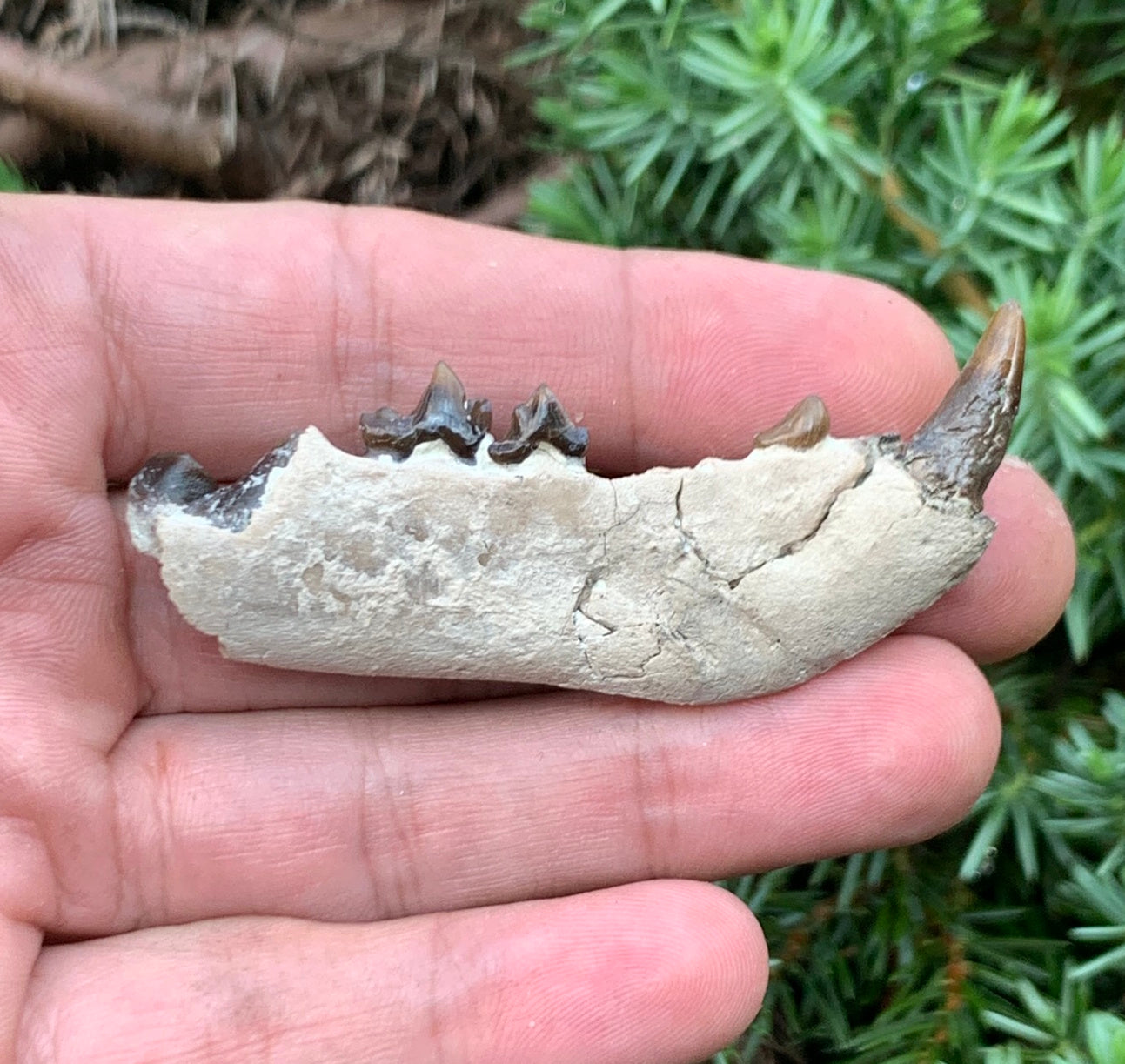 Daphoenus bear dog fossil lower, Chadron Formation
