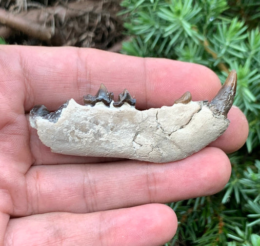 Daphoenus bear dog fossil lower, Chadron Formation