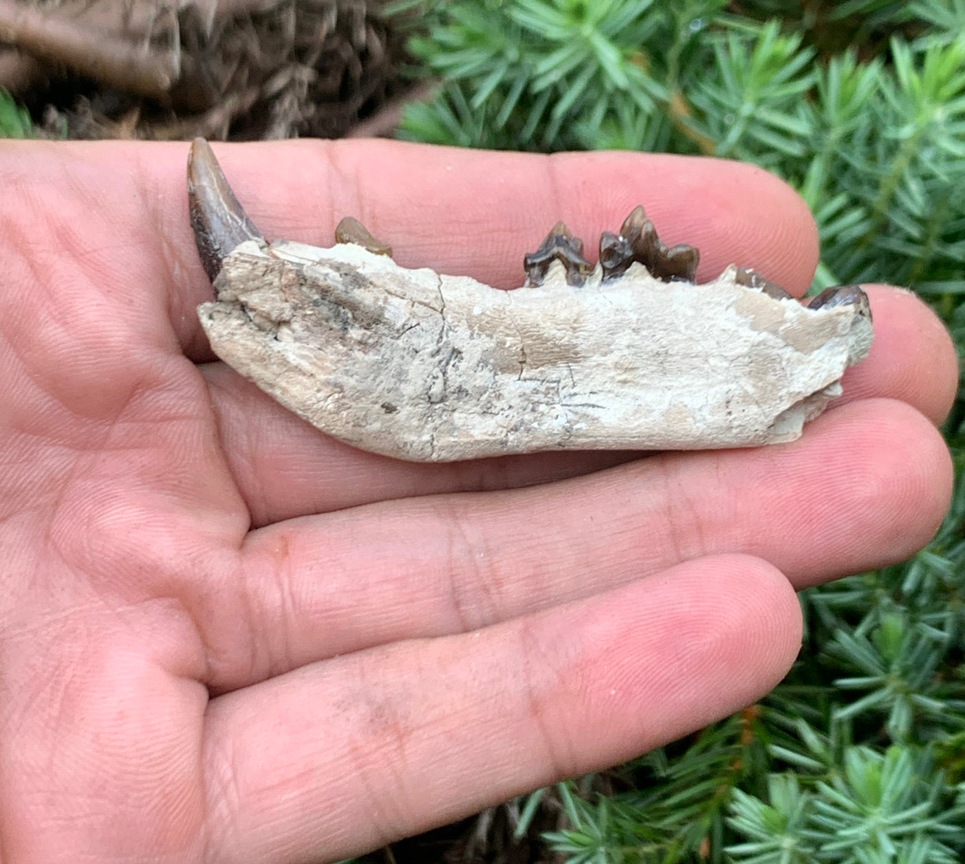 Daphoenus bear dog fossil lower, Chadron Formation