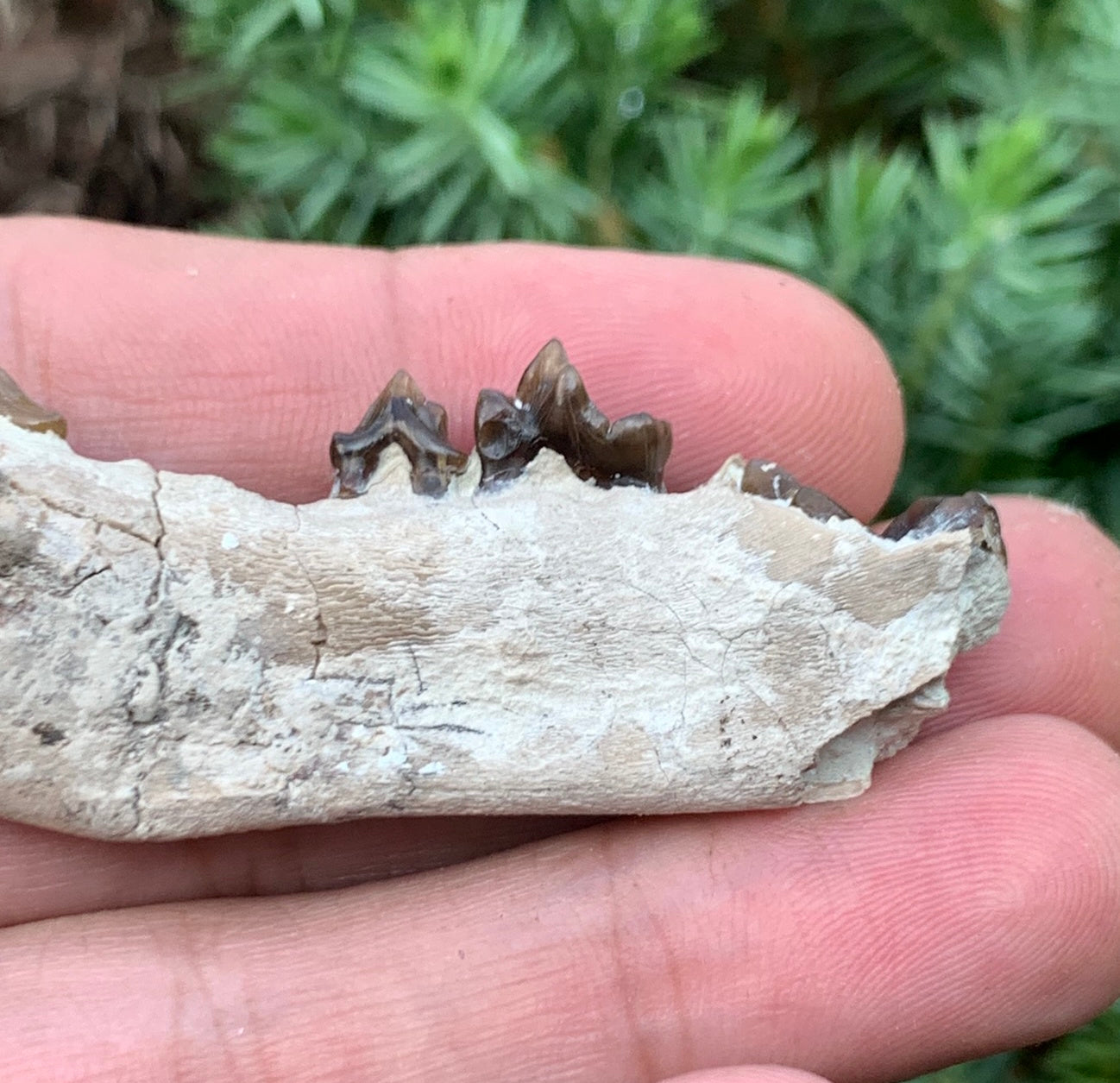 Daphoenus bear dog fossil lower, Chadron Formation