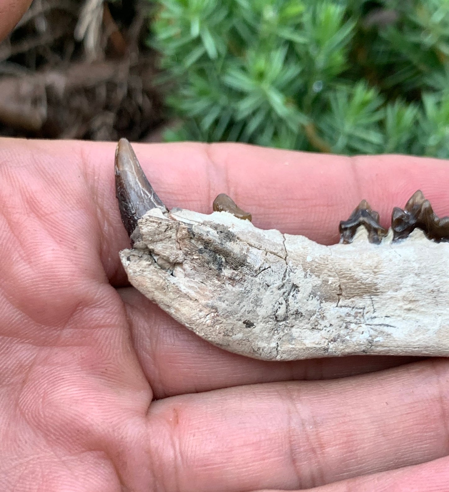Daphoenus bear dog fossil lower, Chadron Formation