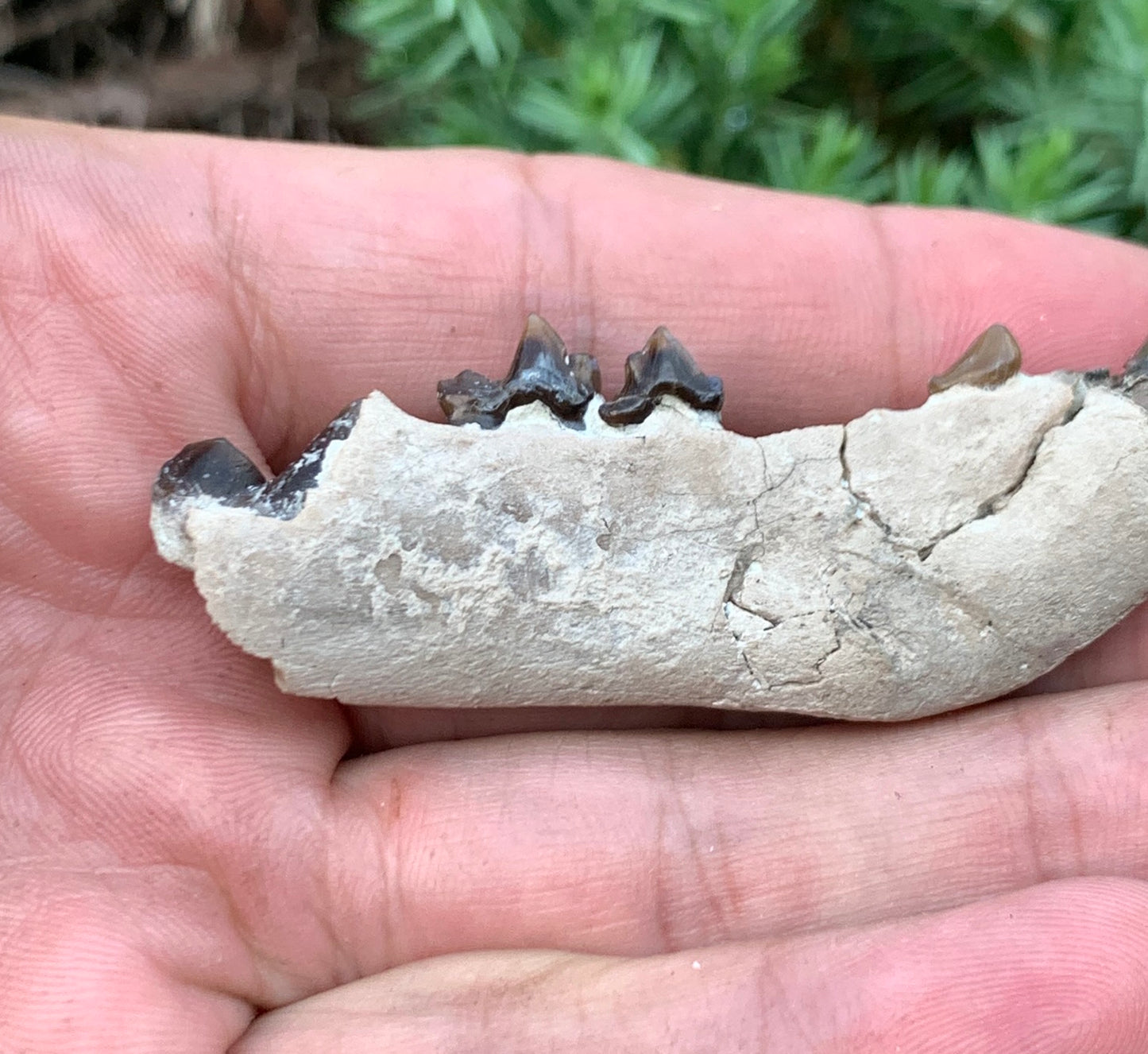 Daphoenus bear dog fossil lower, Chadron Formation