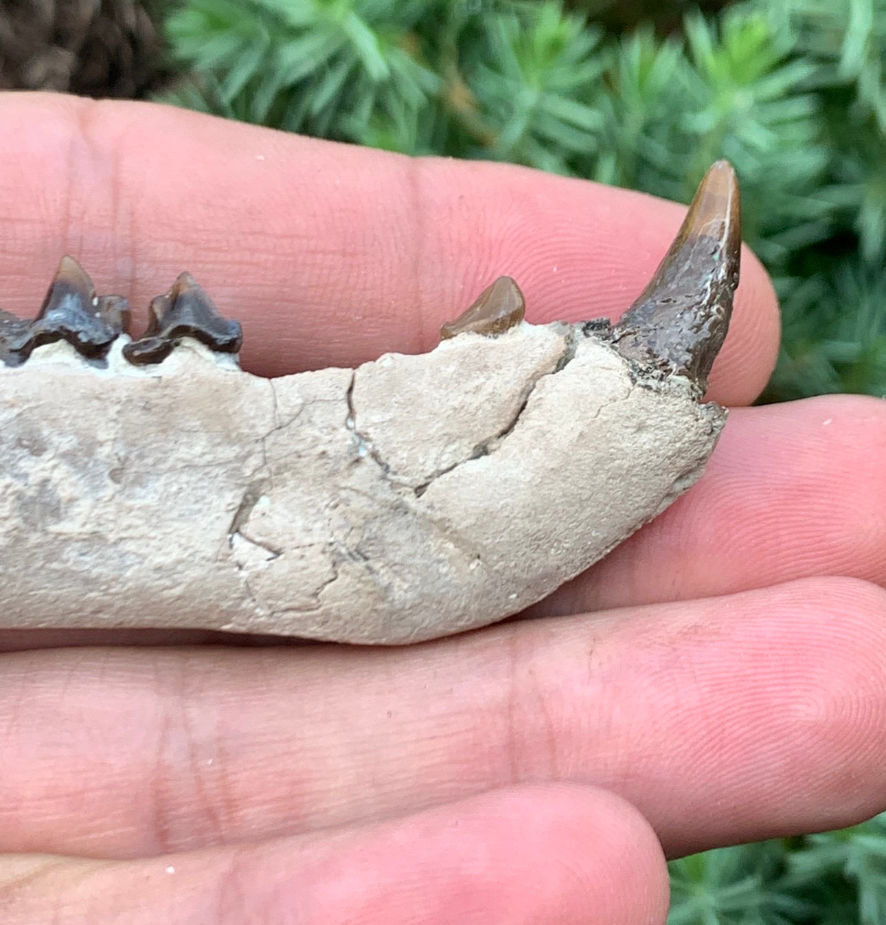 Daphoenus bear dog fossil lower, Chadron Formation