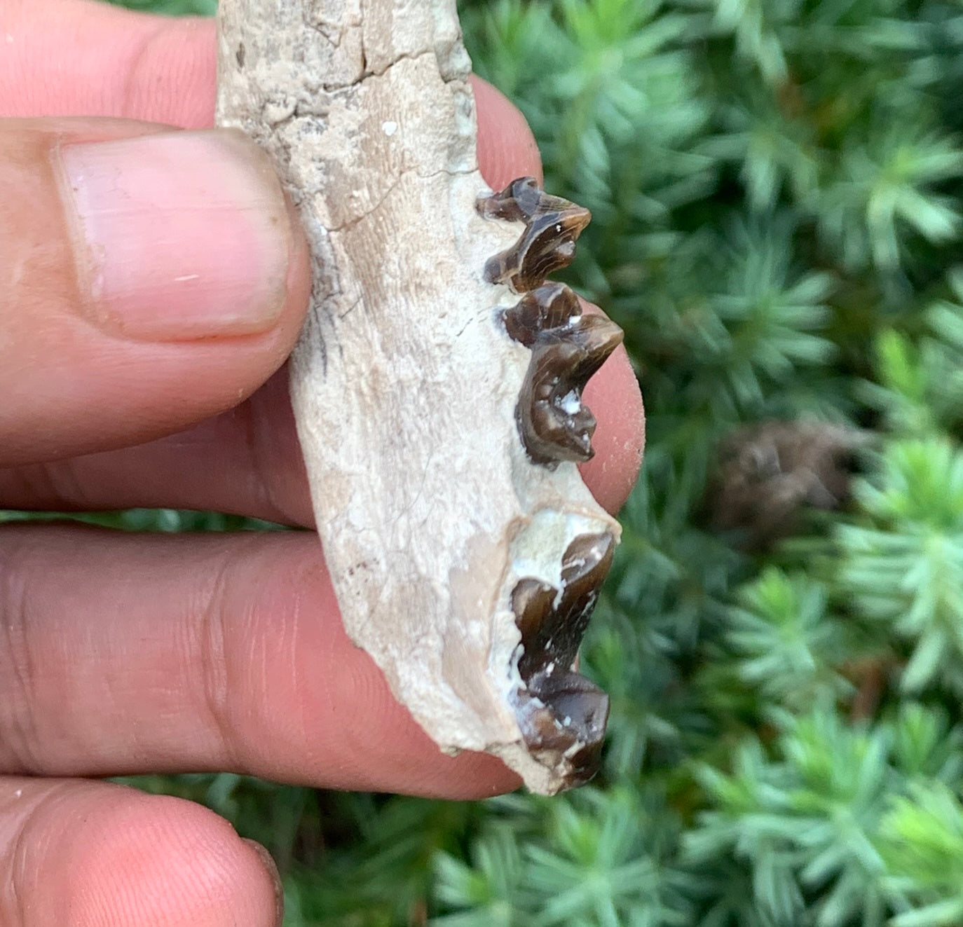 Daphoenus bear dog fossil lower, Chadron Formation