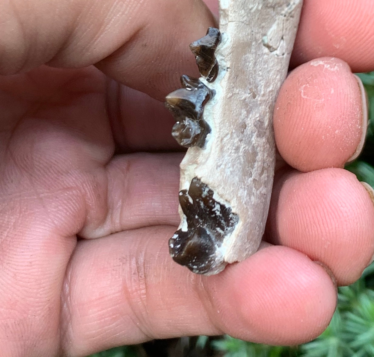 Daphoenus bear dog fossil lower, Chadron Formation