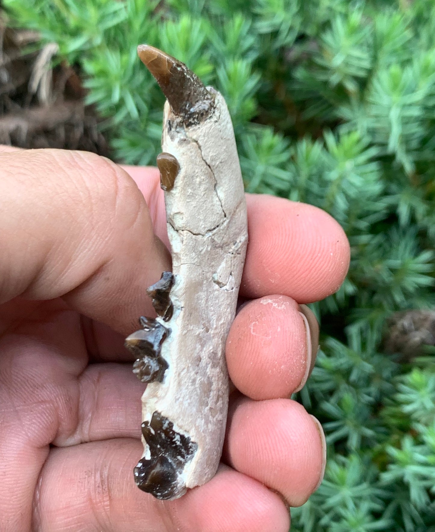Daphoenus bear dog fossil lower, Chadron Formation
