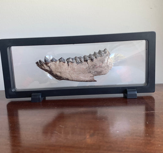 Beautifully Colored Fossil Oreodont Jaw, Merycoidodon, White River Badlands