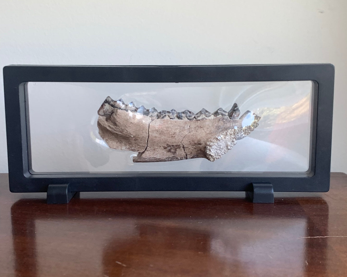 Beautifully Colored Fossil Oreodont Jaw, Merycoidodon, White River Badlands