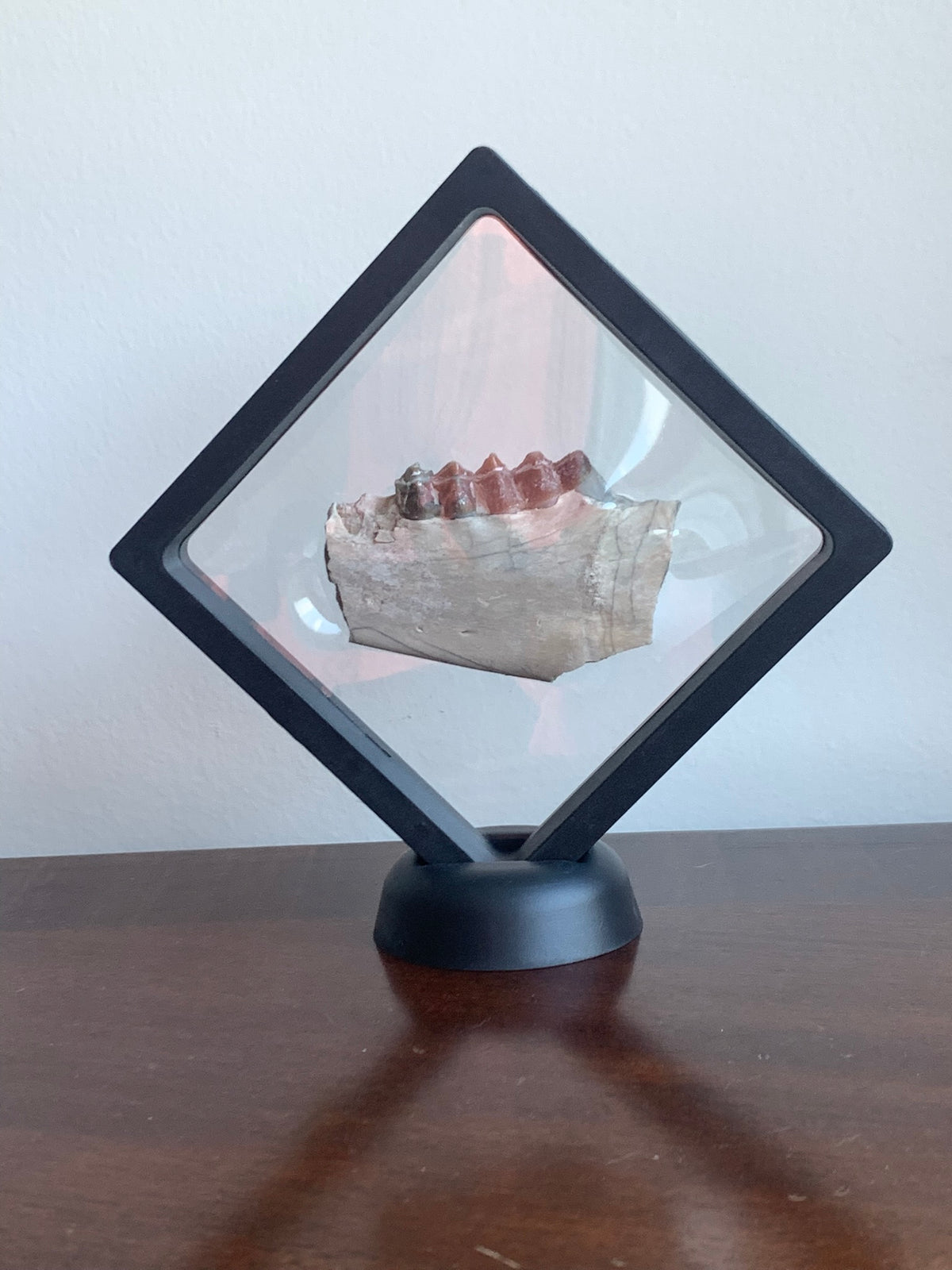 Fossil Oreodont Jaw