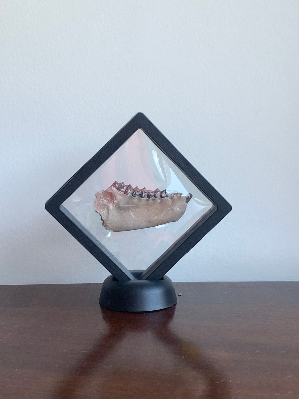Fossil Oreodont Jaw
