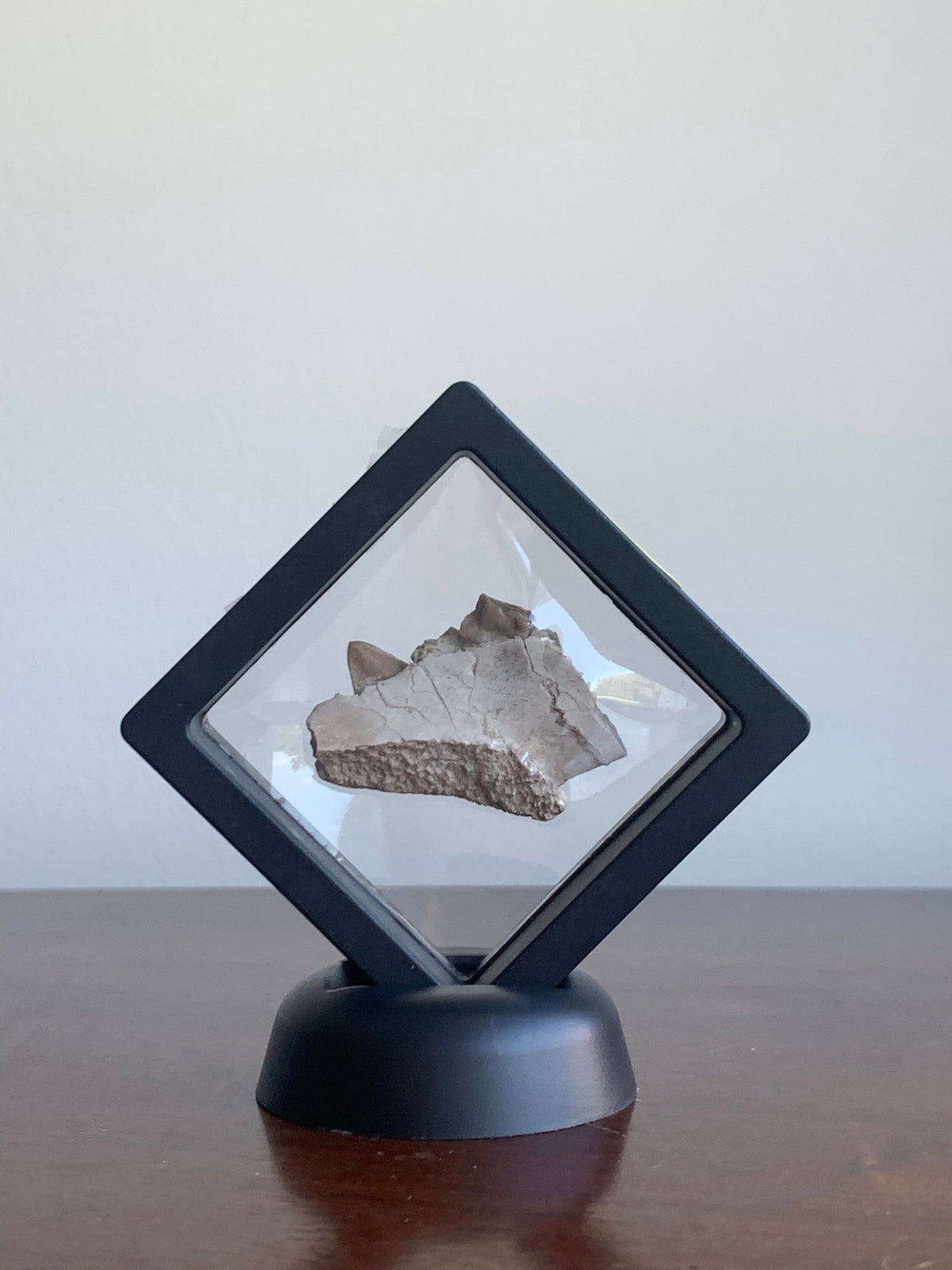 Fossil Oreodont Jaw