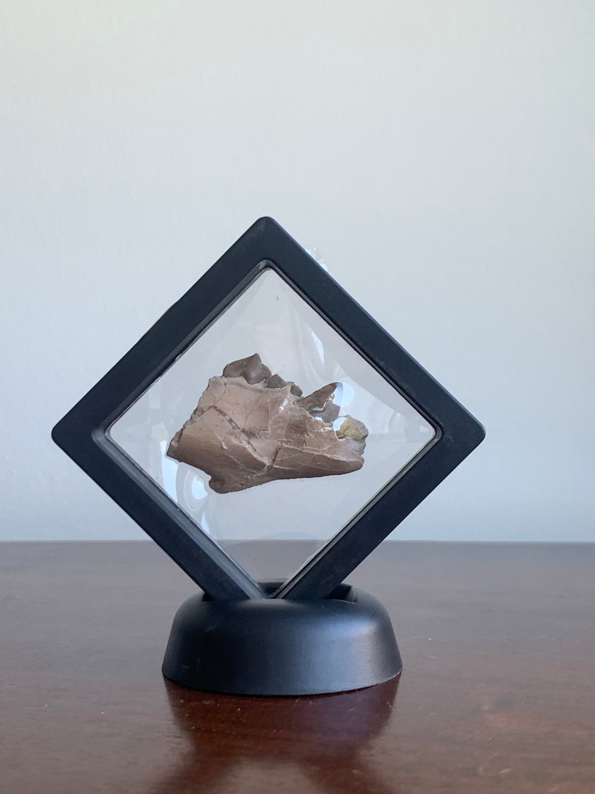 Fossil Oreodont Jaw